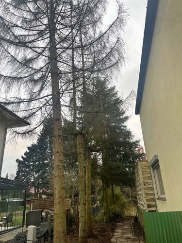 Stammholz brennholz - stammholz,
