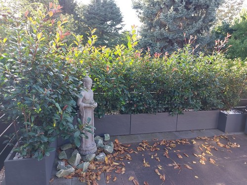 Gartenpflanzen winterhart mit - gartenpflanzen,