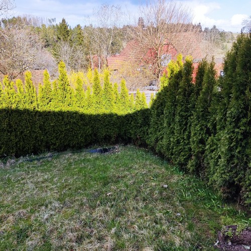 Thuja brabant selbstabholer - thuja,
